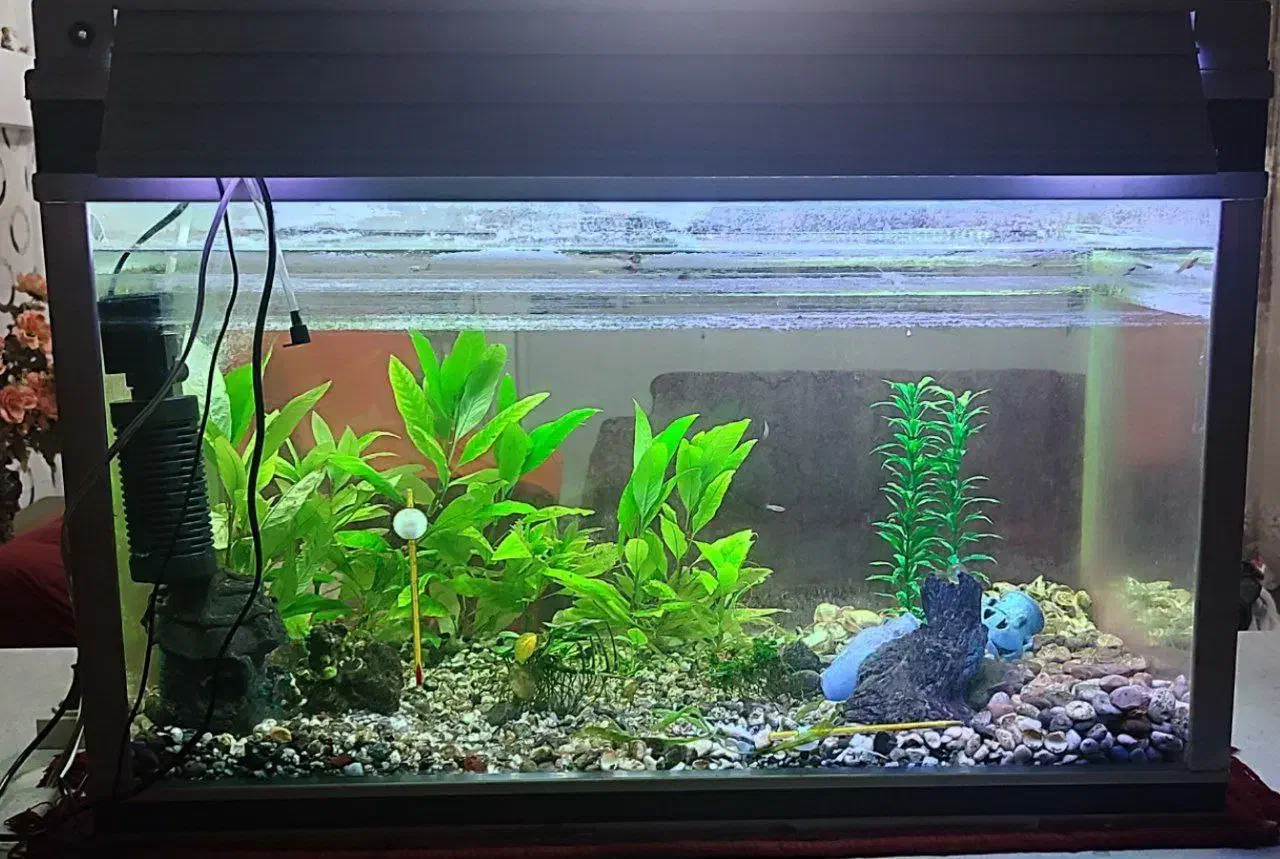 آکواریوم شرکتی شیشه خم، درب دار، سالم و بدون مشکل|ماهی|سنندج, |دیوار