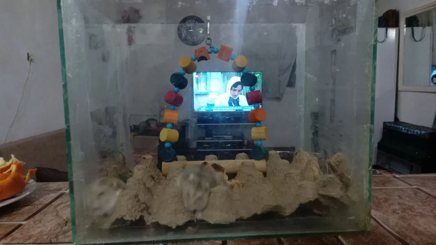 موش دستی و اهلی جفتش ۳۵۰|موش و خرگوش|تاکستان, |دیوار