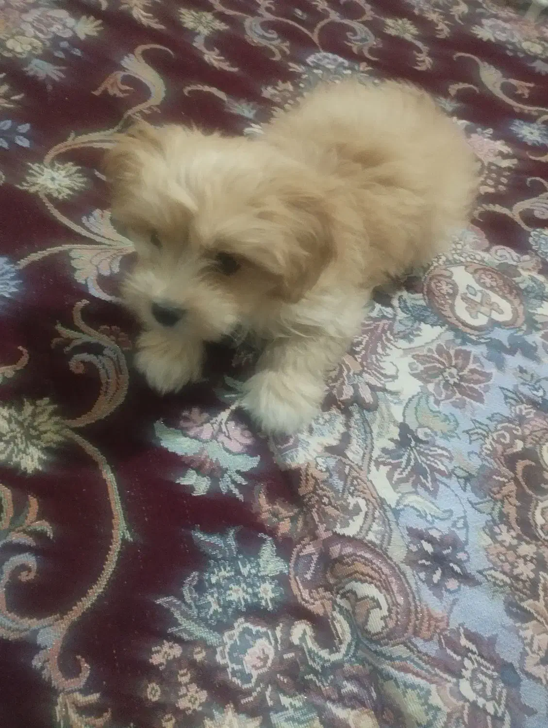 واگذاری مشود|سگ|بهارستان, |دیوار