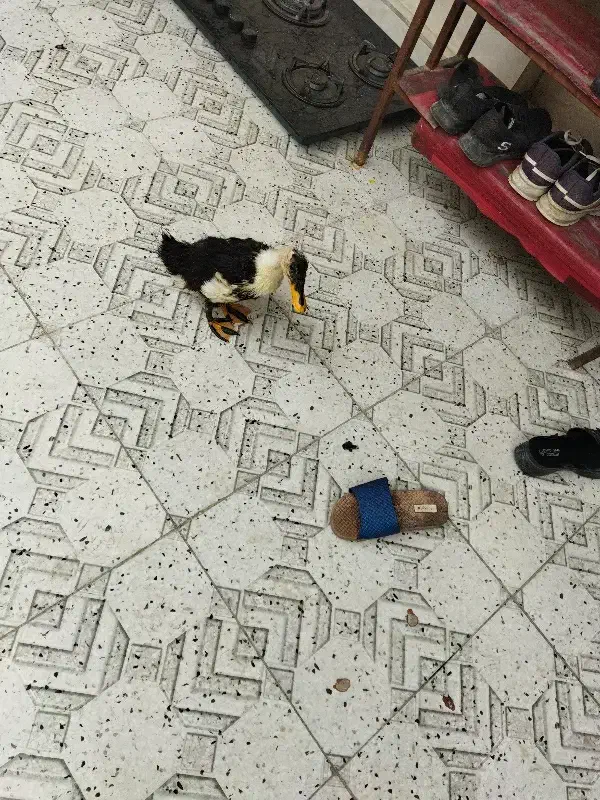 اوردک|حیوانات مزرعه|ایذه, |دیوار