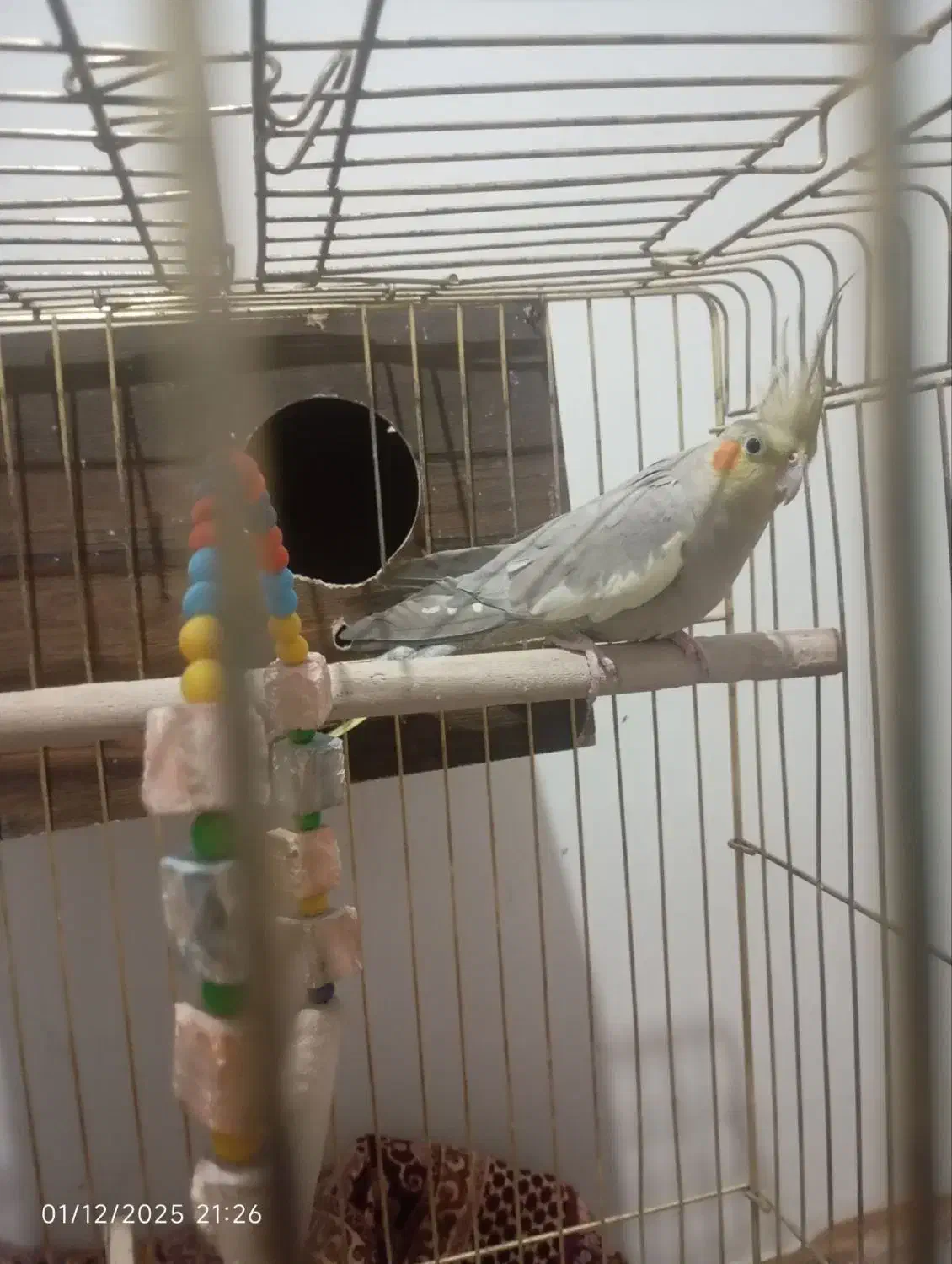 عروس هلندی بر و ماده|پرنده|رباطکریم, نصیرشهر|دیوار