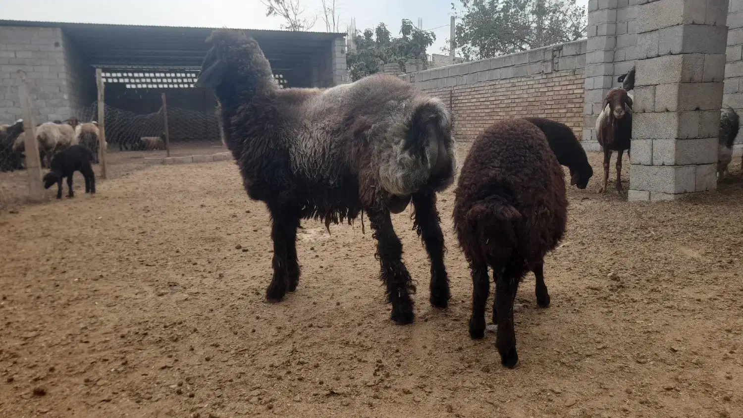 بره قوچ|حیوانات مزرعه|گنبد کاووس, |دیوار