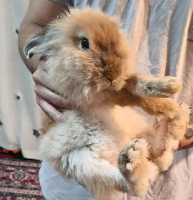 خرگوش مینی لوپ|موش و خرگوش|اردبیل, |دیوار