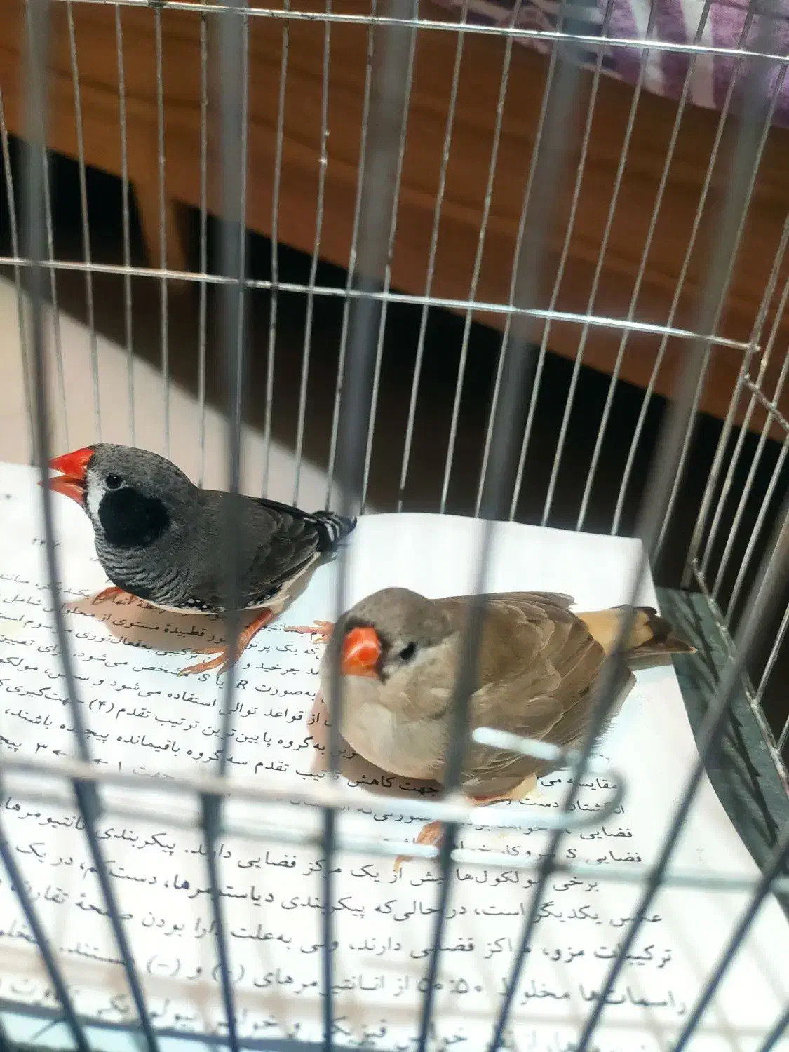 فنچ کینگ اورنج و لپ سیاه|پرنده|قزوین, |دیوار