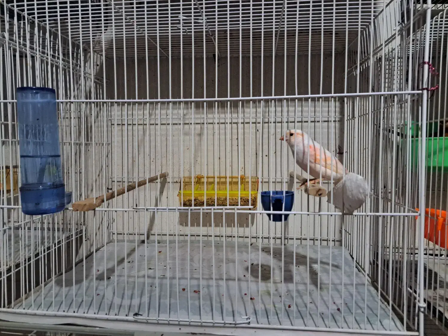 نر اگات سرخ و ماده موزاییکی اورجینال|پرنده|مشهد, بهارستان|دیوار