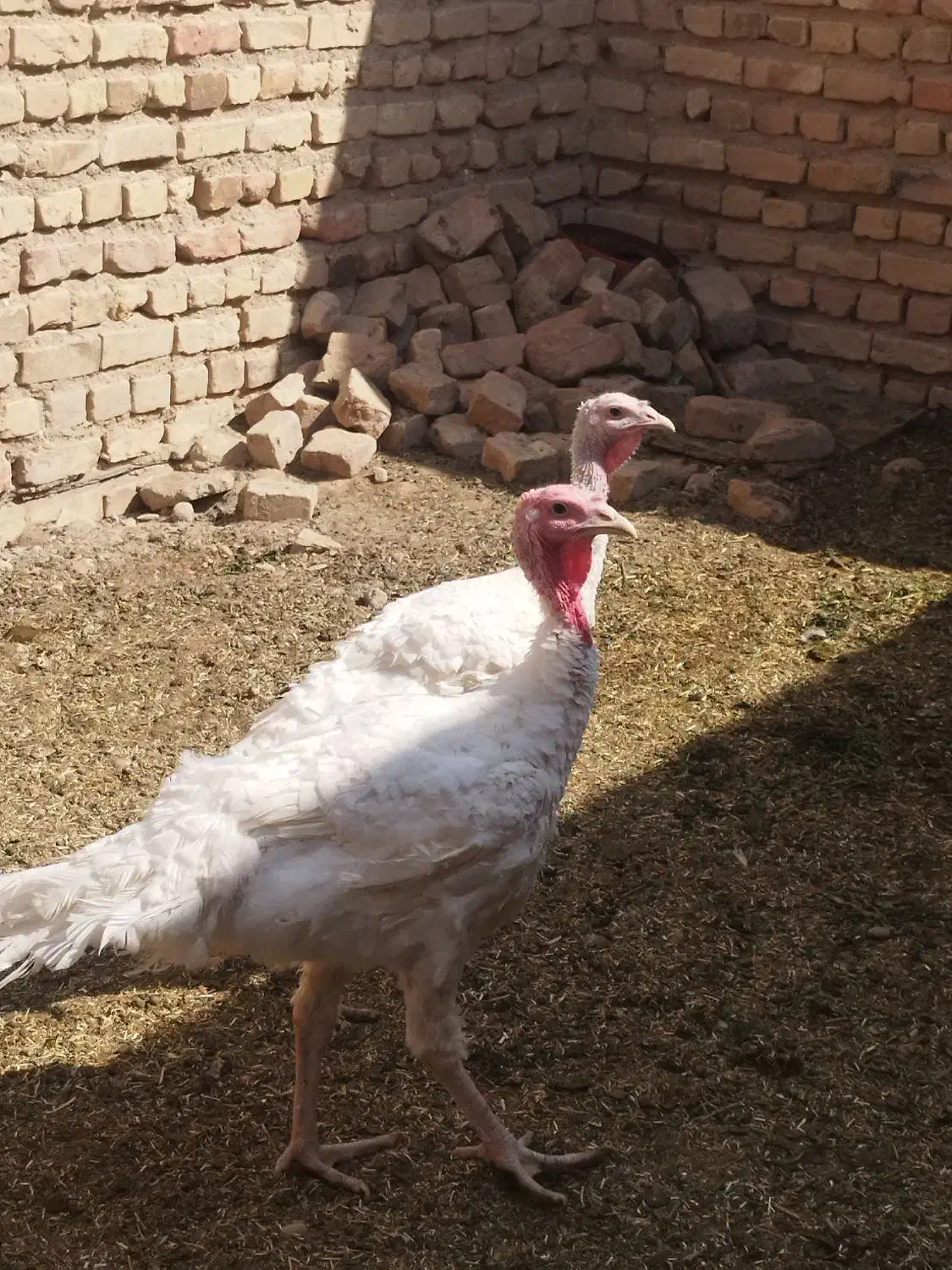 بوقلمون|حیوانات مزرعه|خاش, |دیوار