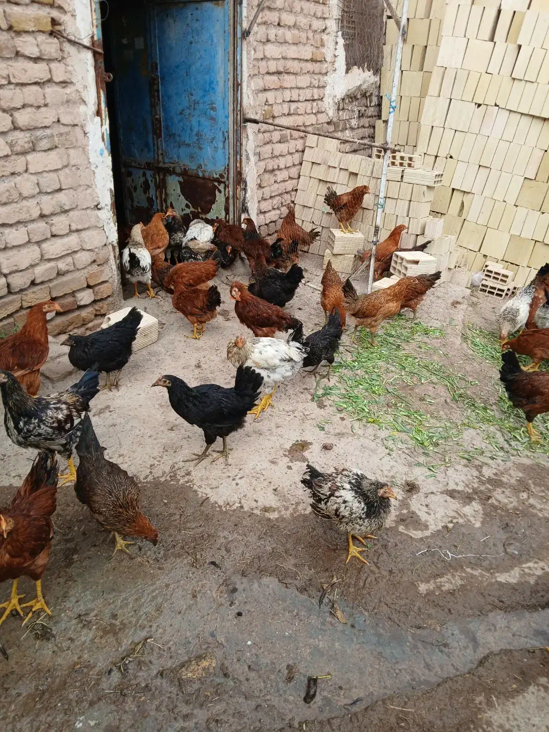 بوقلمون .مرغ و خروس|حیوانات مزرعه|قزوین, |دیوار