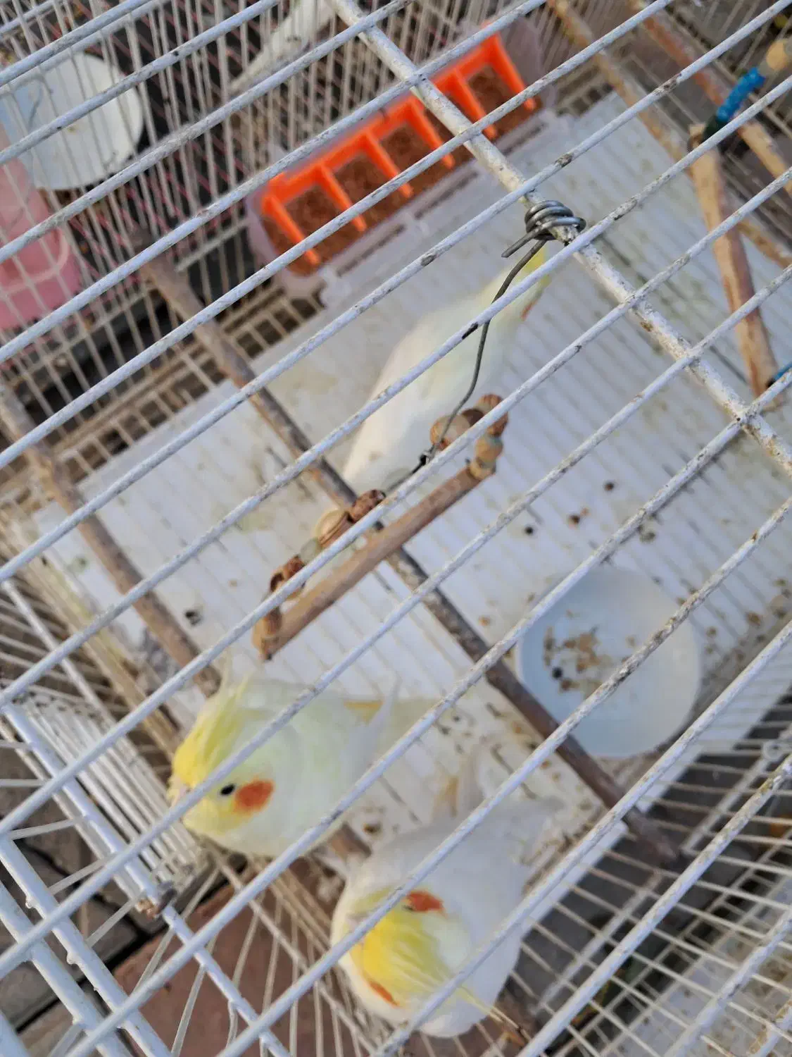 عروس هلندی لوتینو مولد دو جفت با دو جوجه|پرنده|قرق, |دیوار