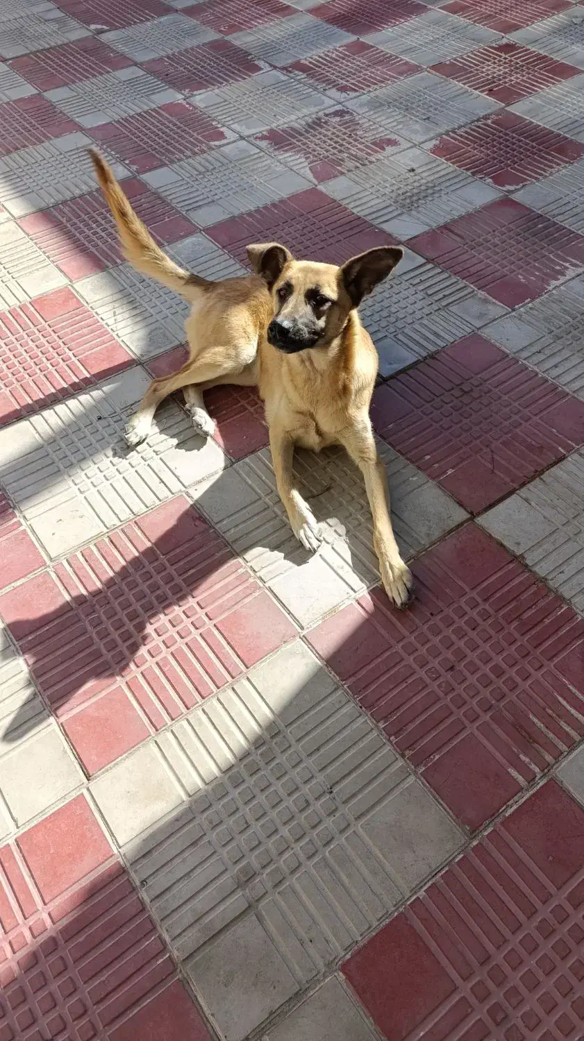 سگ ژرمن شپرد زرد|سگ|زنجان, |دیوار