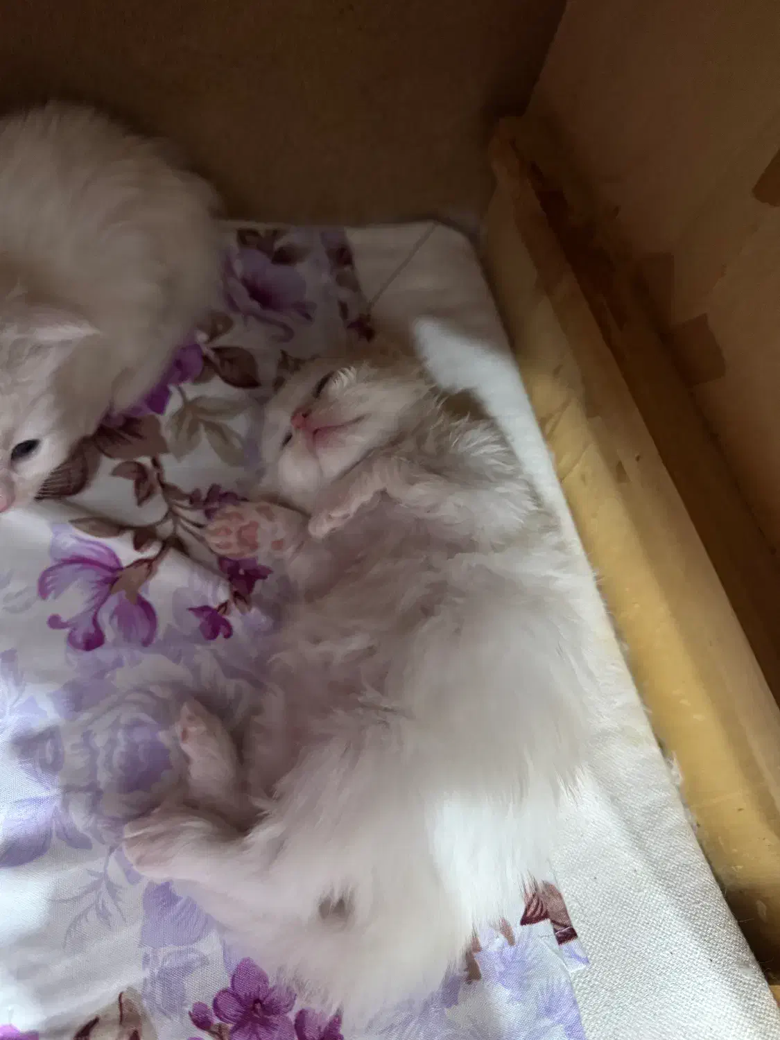 فروش گربه پرشین برفی|گربه|تهران, حر|دیوار