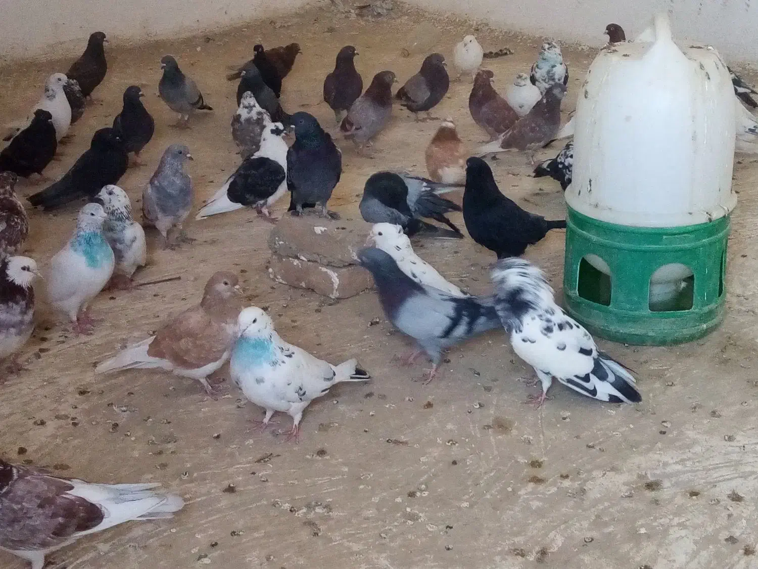 کفتر|پرنده|ارومیه, |دیوار