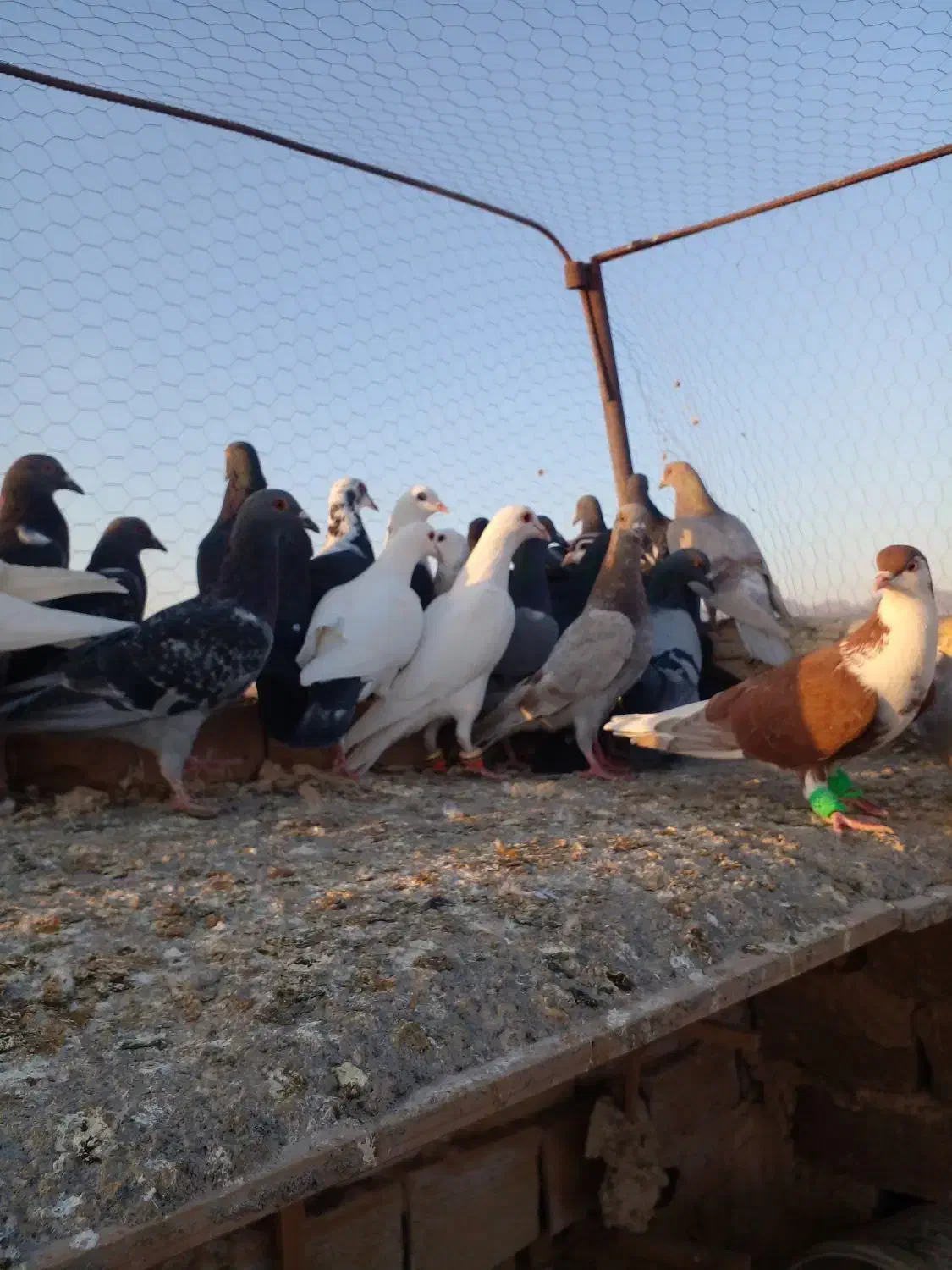 ۴۰تاکفتر هوا|پرنده|کاشمر, |دیوار