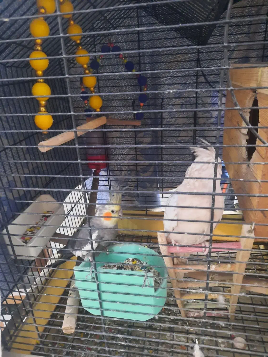 یک جفت عروس هلندی|پرنده|تهران, شکوفه (عبدل آباد)|دیوار