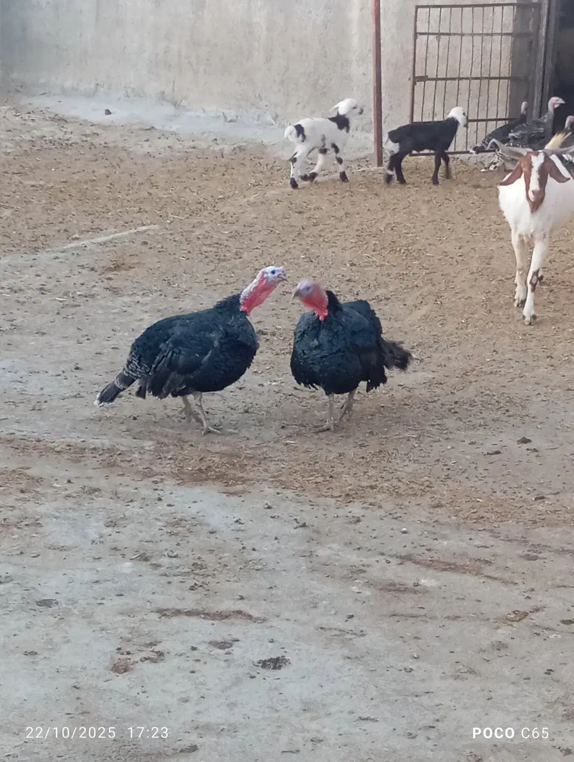 دو عدد بوقلمون نر|حیوانات مزرعه|کوهدشت, |دیوار