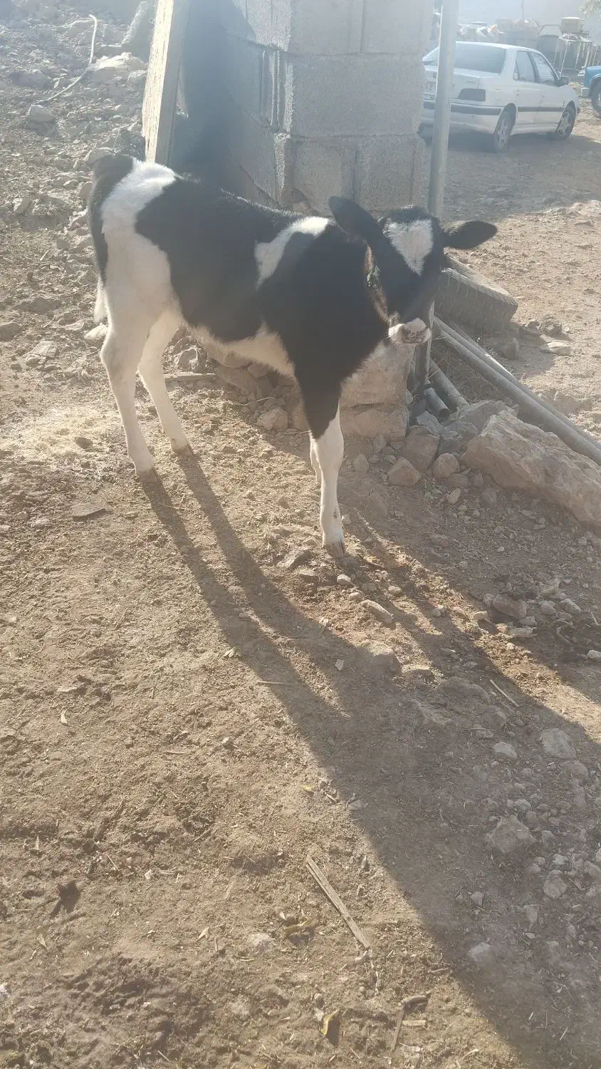 گاو گوساله دورگ|حیوانات مزرعه|ارژن, |دیوار