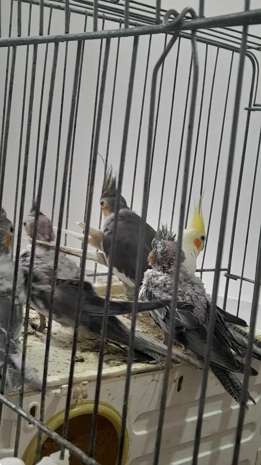 عروس هلندی|پرنده|گیلان غرب, |دیوار