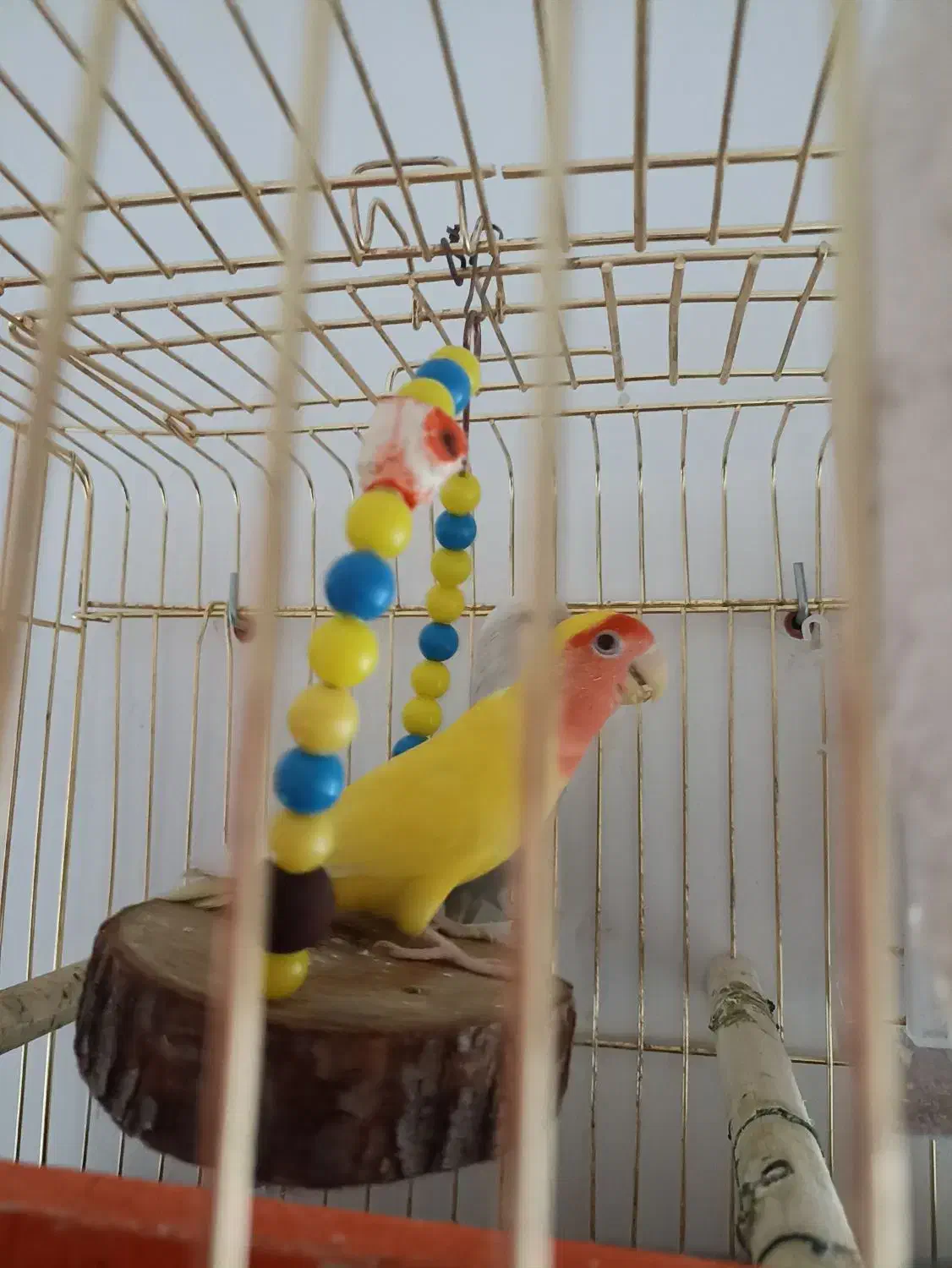 برزیلی طوطک|پرنده|مرند, |دیوار