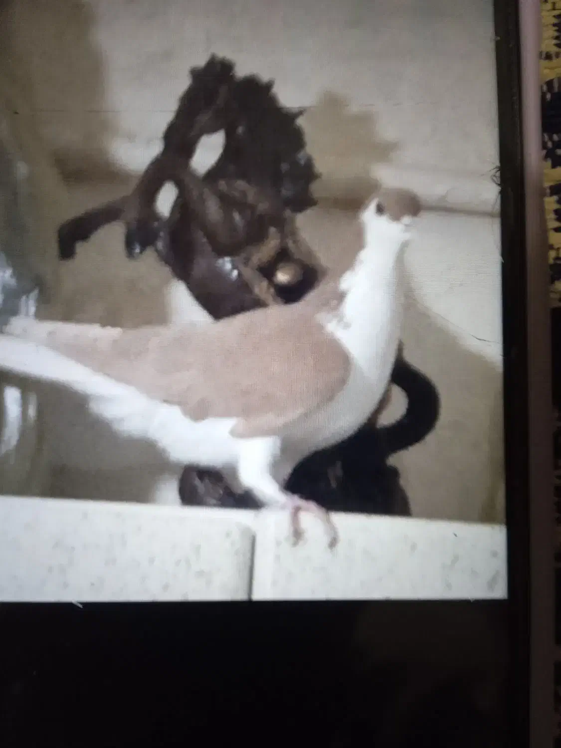 زیورآلات تزعینی زرد سشصتی دوتا 1|بدلیجات|تاکستان, |دیوار