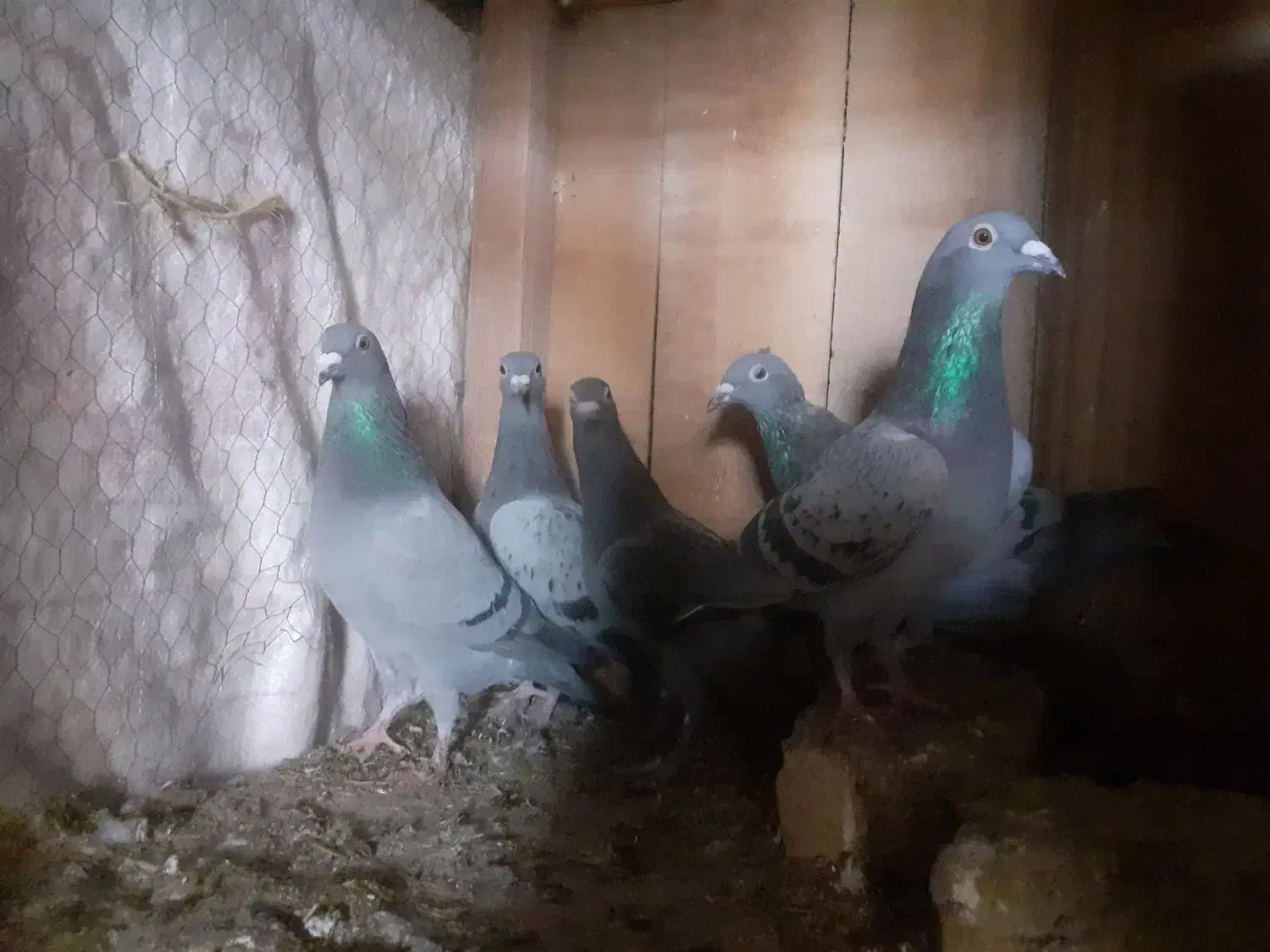 آلمانی|پرنده|شاهرود, |دیوار