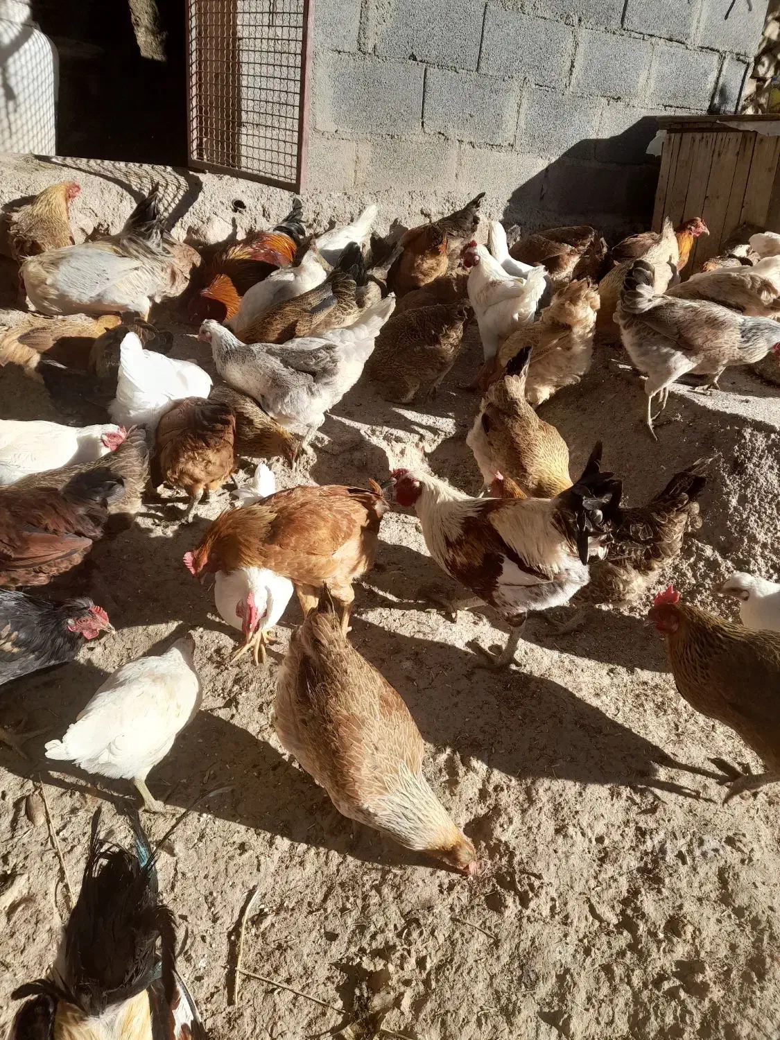 فروش مرغ محلی و خروس|حیوانات مزرعه|یاسوج, |دیوار