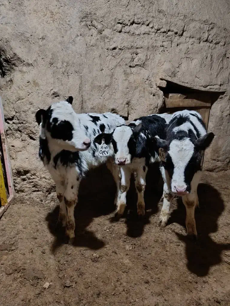 گوساله هلشتاین اصیل  قطع شیر|حیوانات مزرعه|رامند, |دیوار