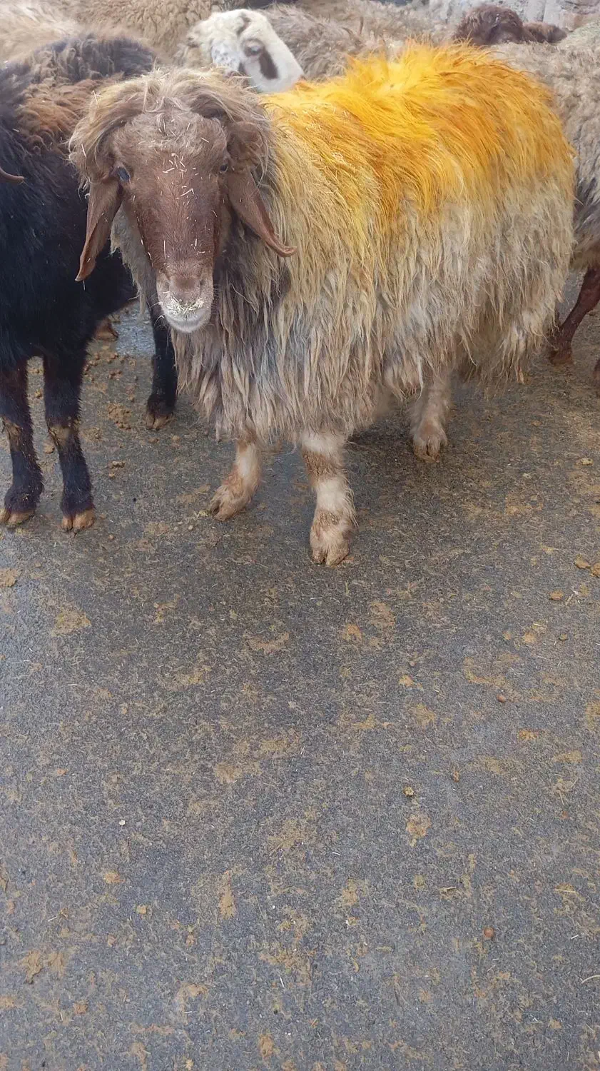 قورچ|حیوانات مزرعه|فیروزآباد (لرستان), |دیوار