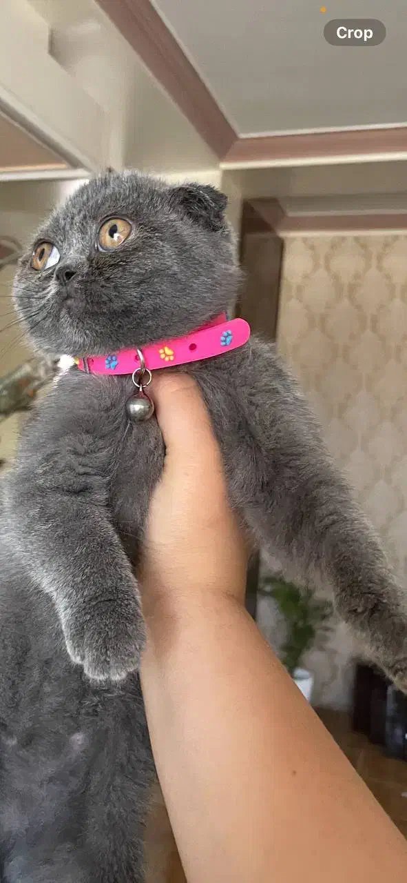 همدم مهربون و ملوس (اسکاتیش)|گربه|قائمشهر, |دیوار