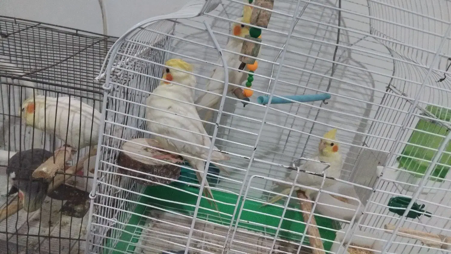 لوتینو|پرنده|رشت, سلیمانداراب|دیوار