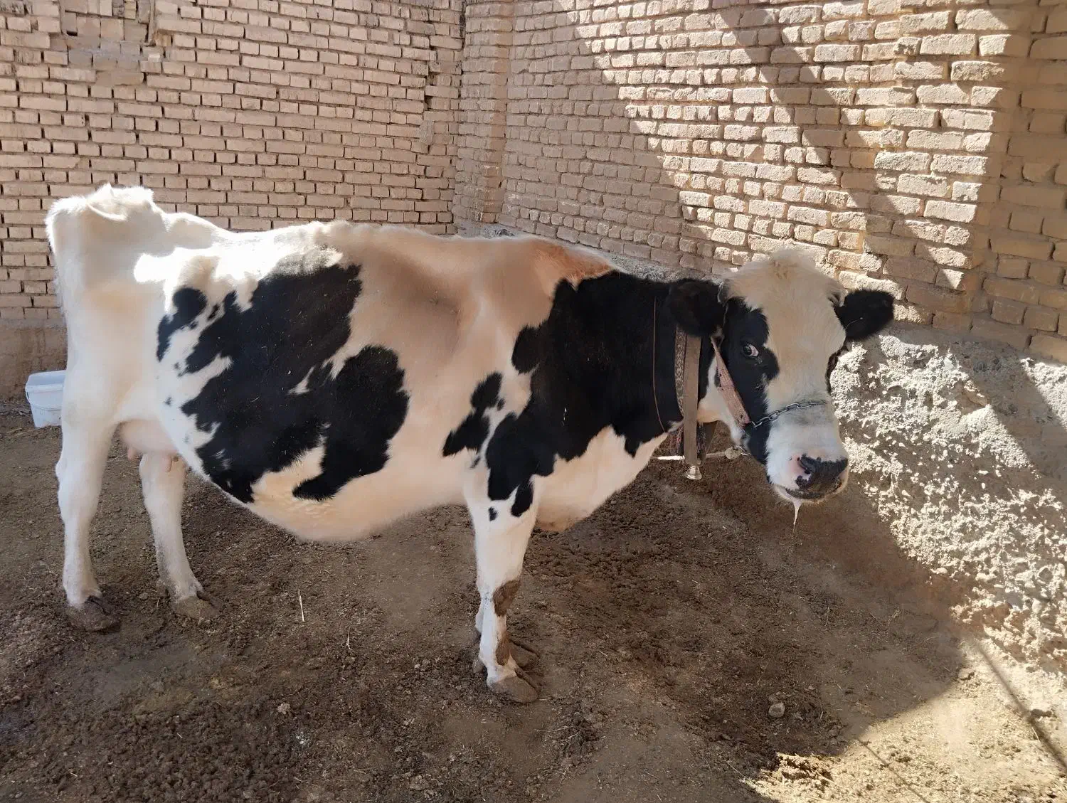 گاوشیری|حیوانات مزرعه|داران, |دیوار