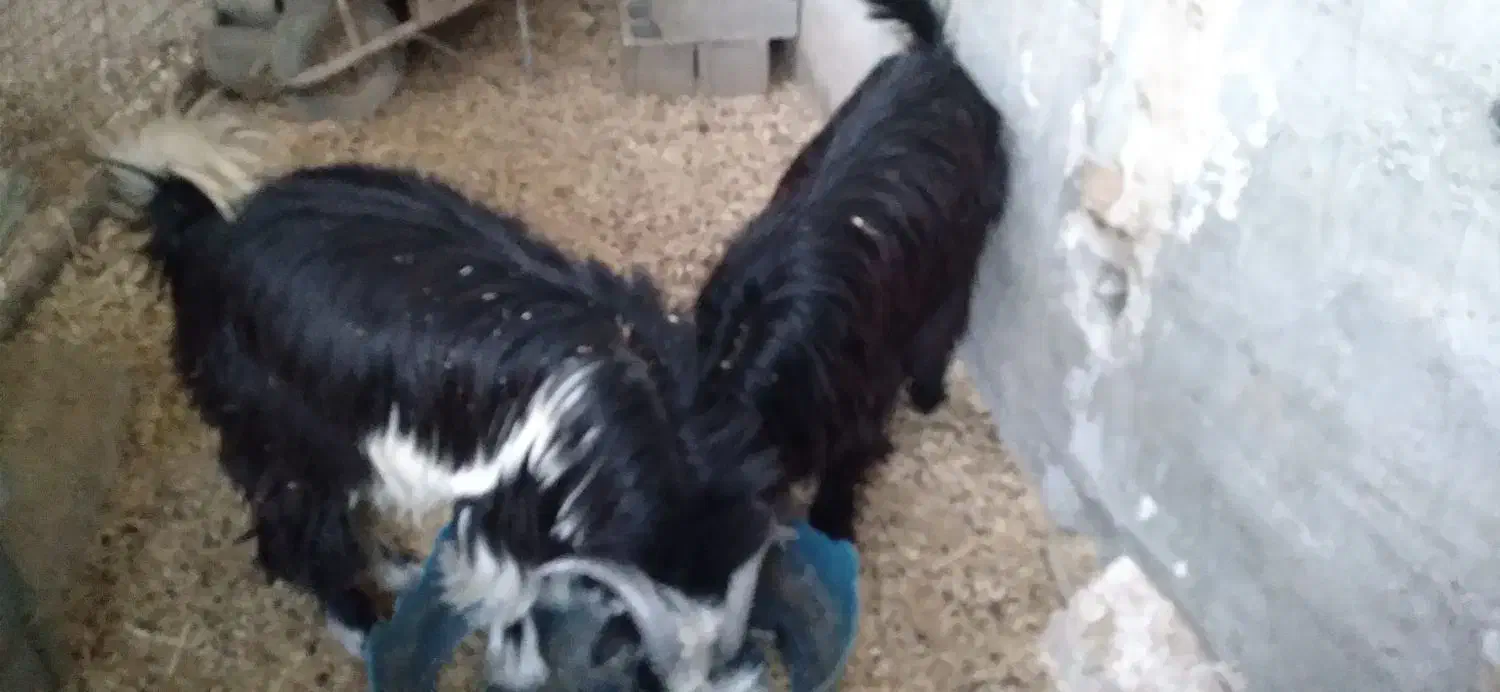 کرع|حیوانات مزرعه|باغ ملک, |دیوار