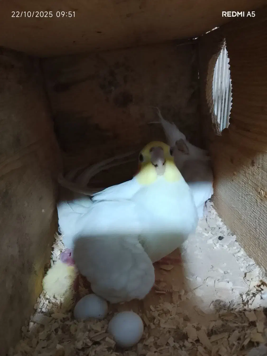 عروس هلندی|پرنده|بندر کنگان, |دیوار