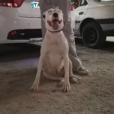 داگو ارژانتینو ماده|سگ|مرودشت, رامجرد یک|دیوار