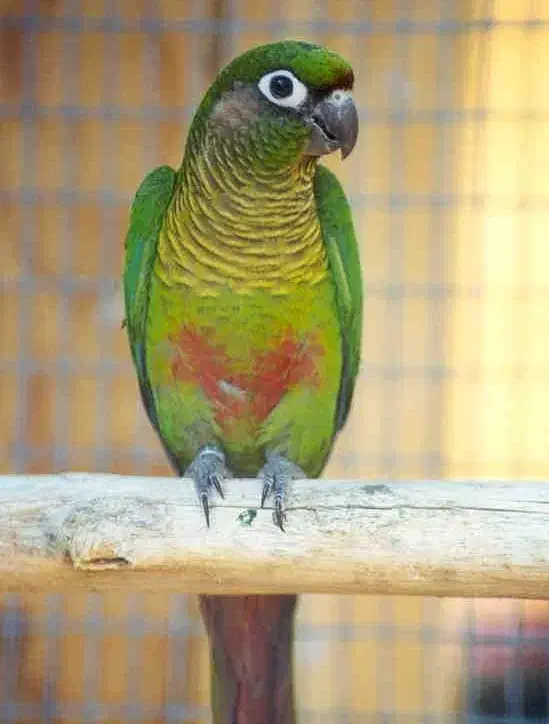 گریچینگ|پرنده|پیشوا, |دیوار