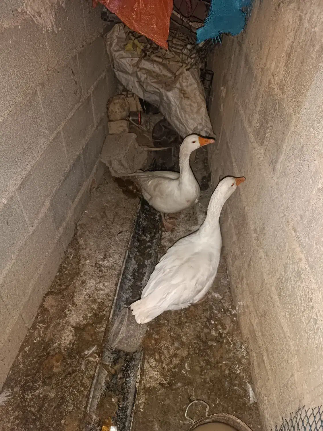 پرواز در آسمان|حیوانات مزرعه|نهاوند, |دیوار