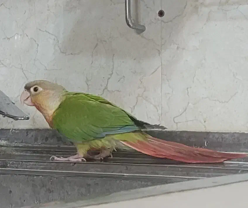 طوطی گمشده|حیوانات|زنجان, |دیوار