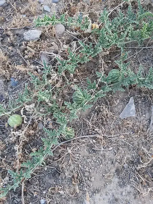 هندوانه ابوجهل ( حنظل)|آرایشی، بهداشتی، درمانی|پلدختر, |دیوار