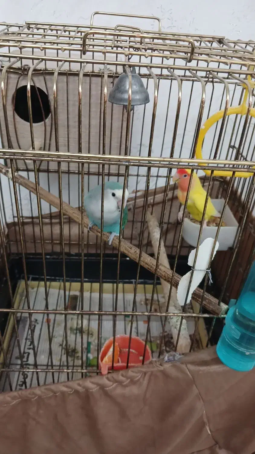 طوطی برزیلی مولد|پرنده|تهران, جلیلی|دیوار