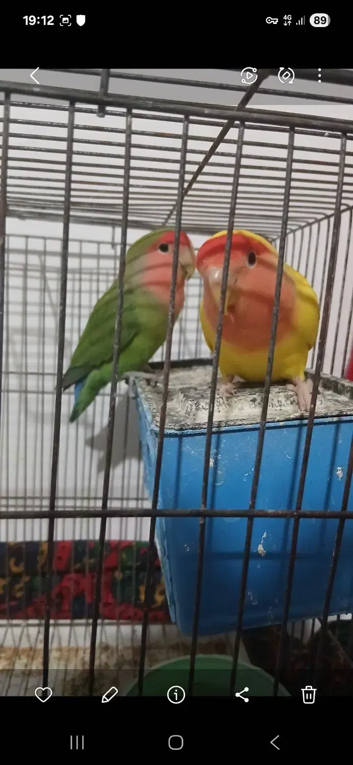 یک جفت طوطی برزیلی|پرنده|سجاس رود, |دیوار