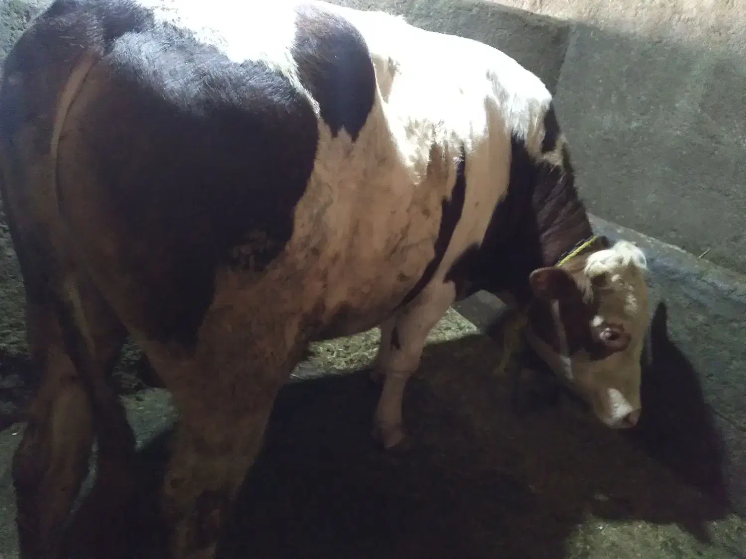 گوساله نر|حیوانات مزرعه|حسین آباد, |دیوار