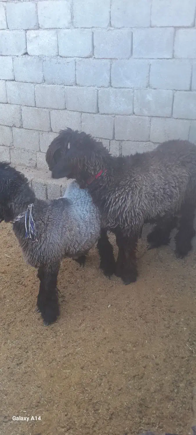 بره قوچی|حیوانات مزرعه|میانکوه, |دیوار