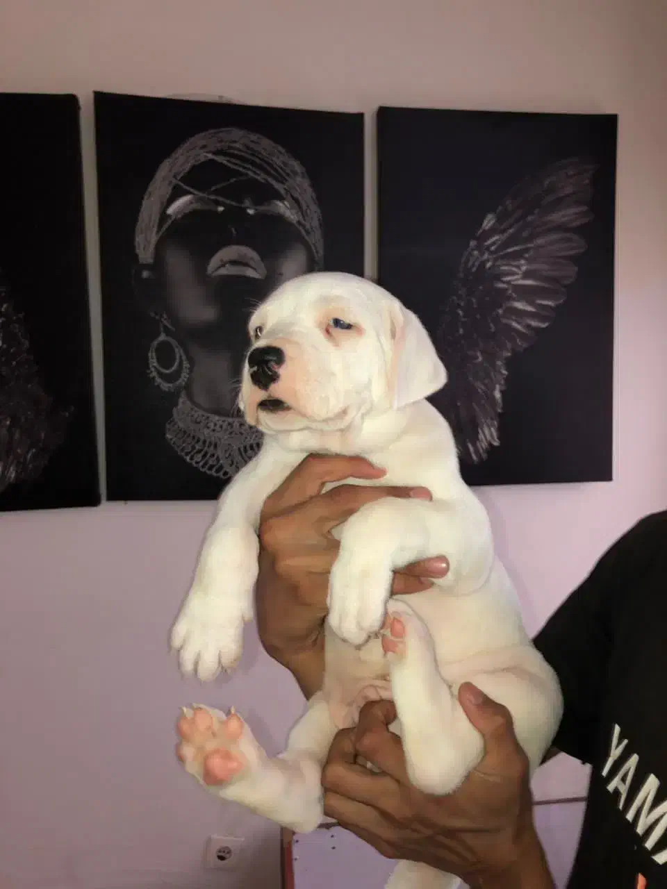 سایکو|سگ|محمدشهر, محمدشهر|دیوار