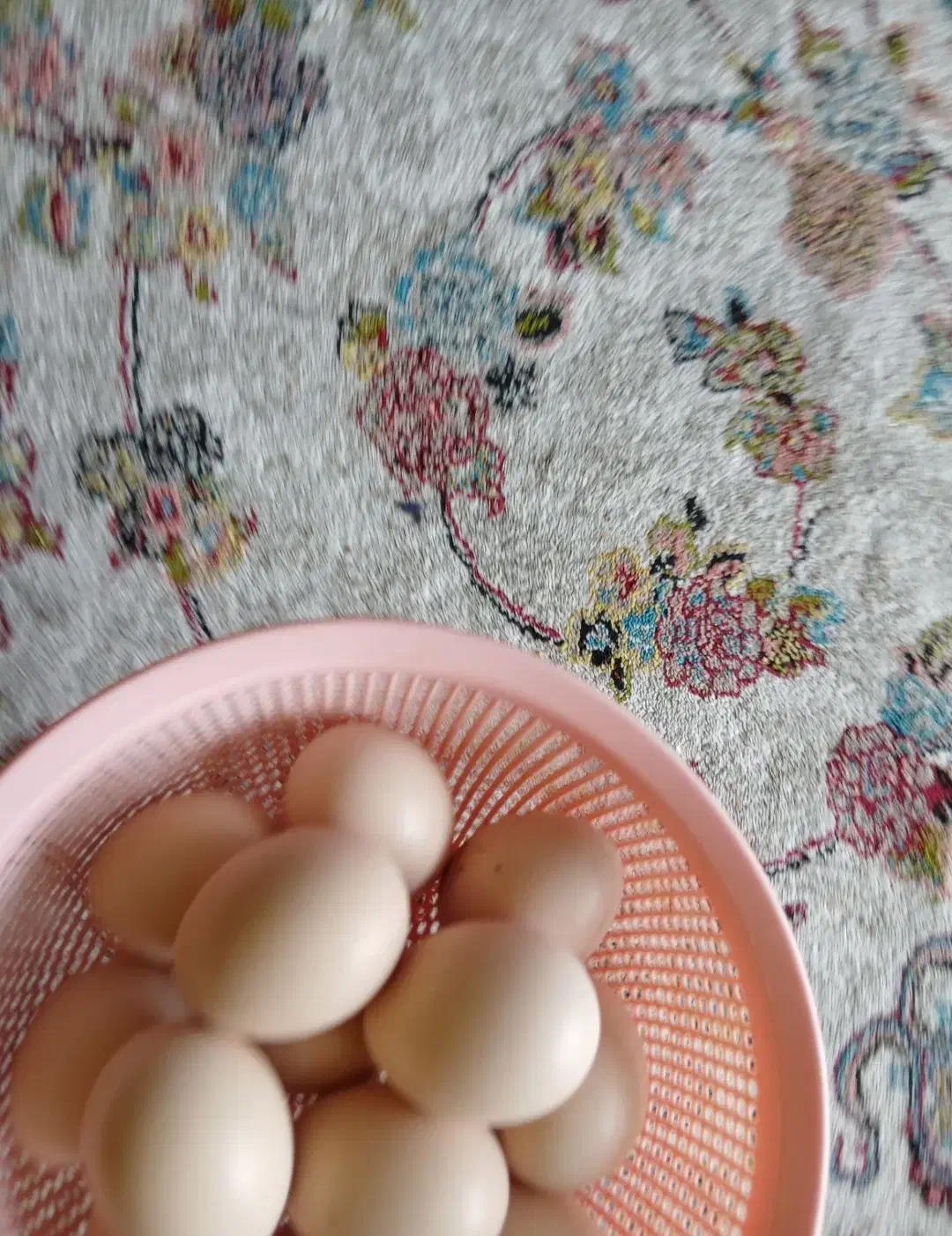 تخم لاری|حیوانات مزرعه|آستانه اشرفیه, |دیوار