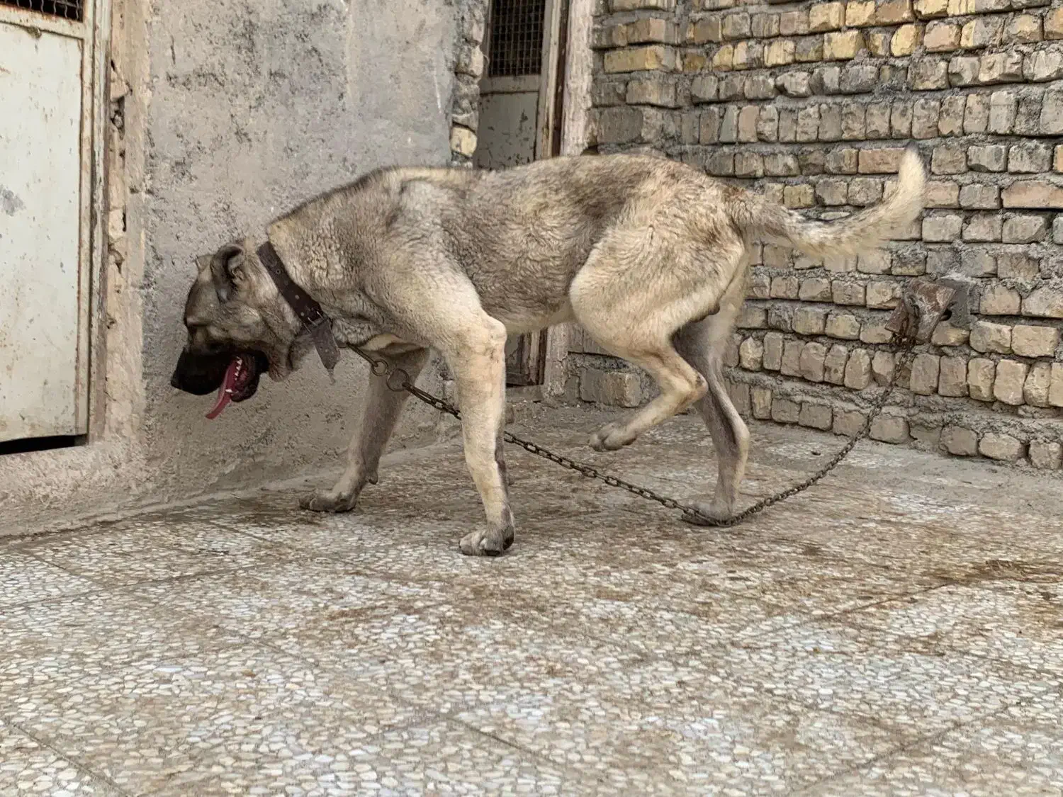 سگ گم شده|حیوانات|ملایر, |دیوار