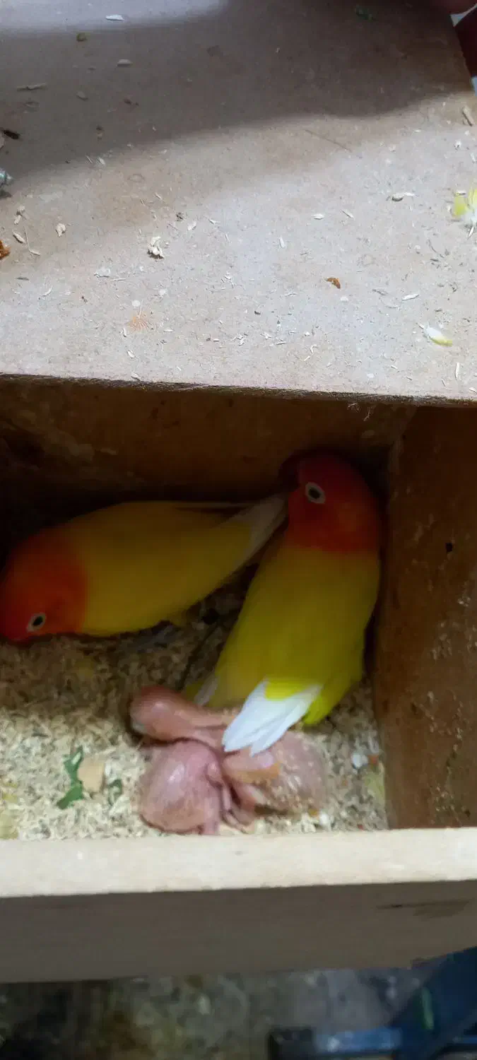 طوطی برزیلی با جوجه|پرنده|دزفول, |دیوار