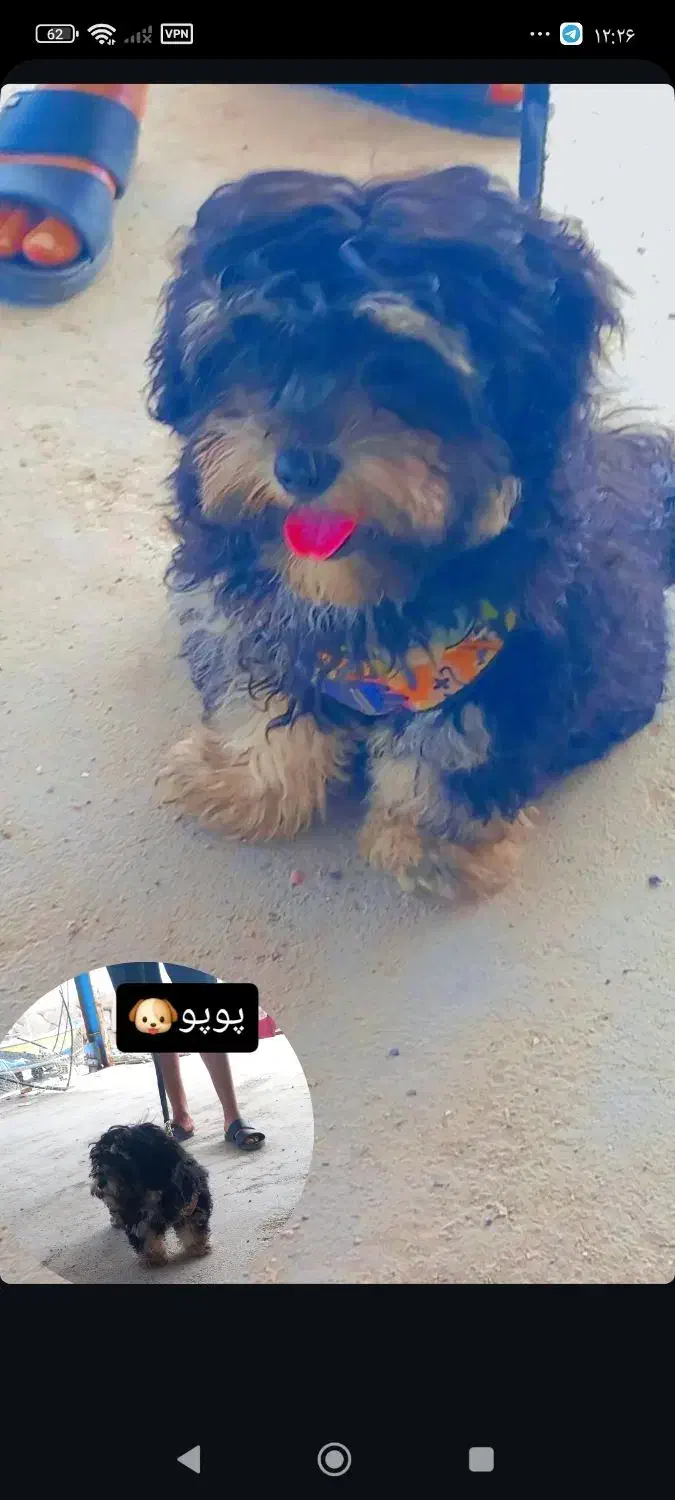 فروشی|سگ|قشم, |دیوار