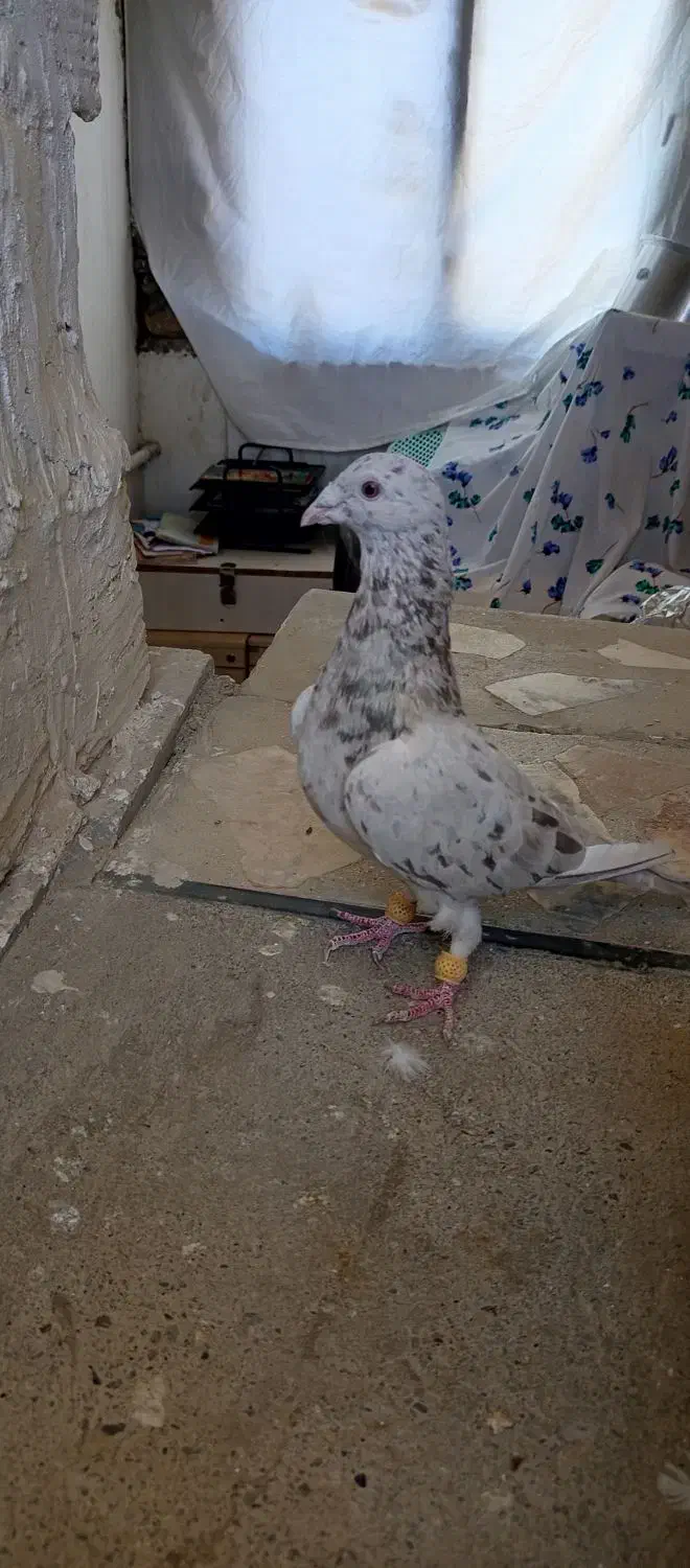 کبوتر نامه بر|پرنده|کنگاور, |دیوار