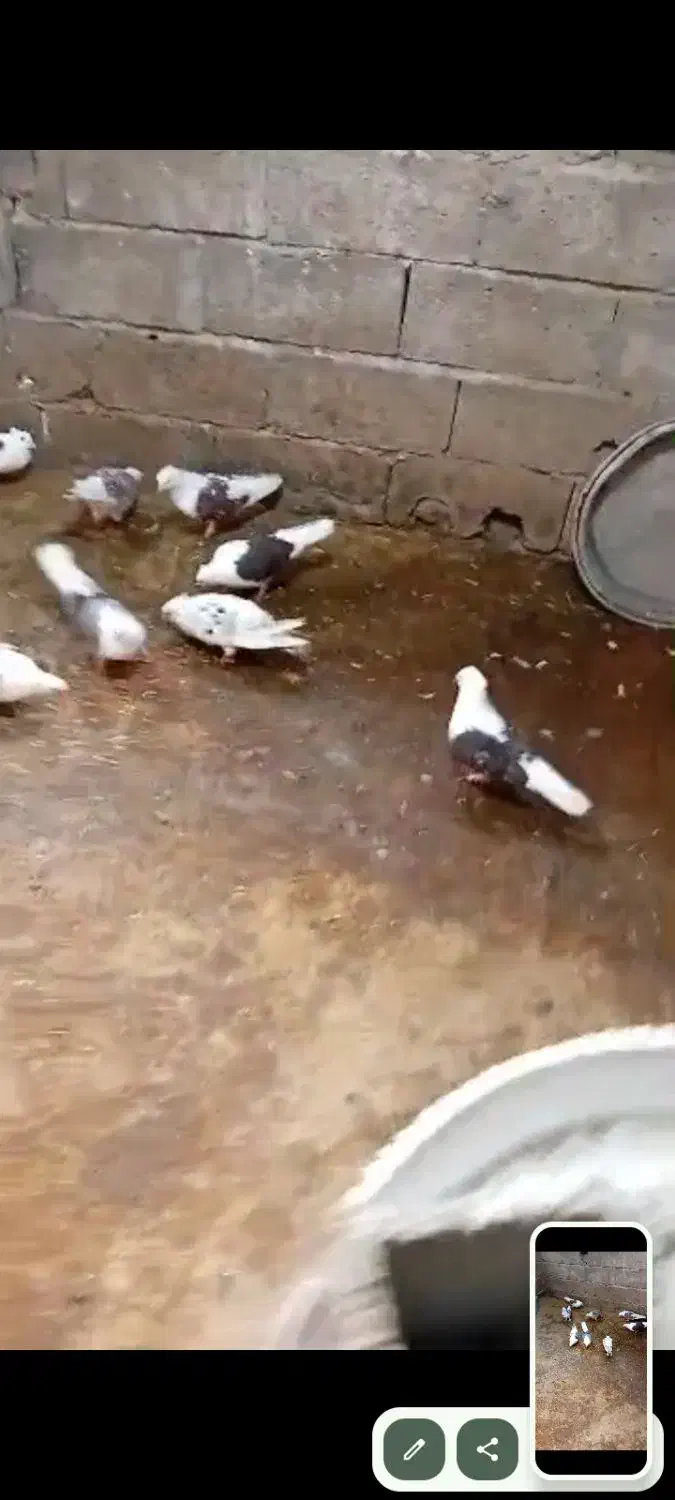 کبوتر پشتدار دوکت|پرنده|آمل, |دیوار