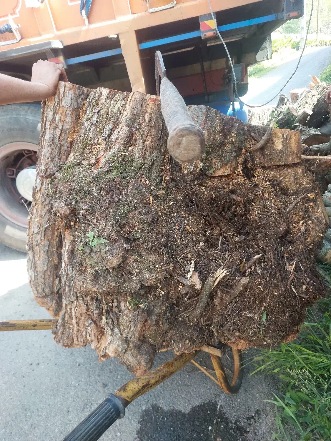 خرید و اخذ انواع چوب آلات جنگلی و باغی|خدمات باغبانی و درختکاری|کلاچای, |دیوار