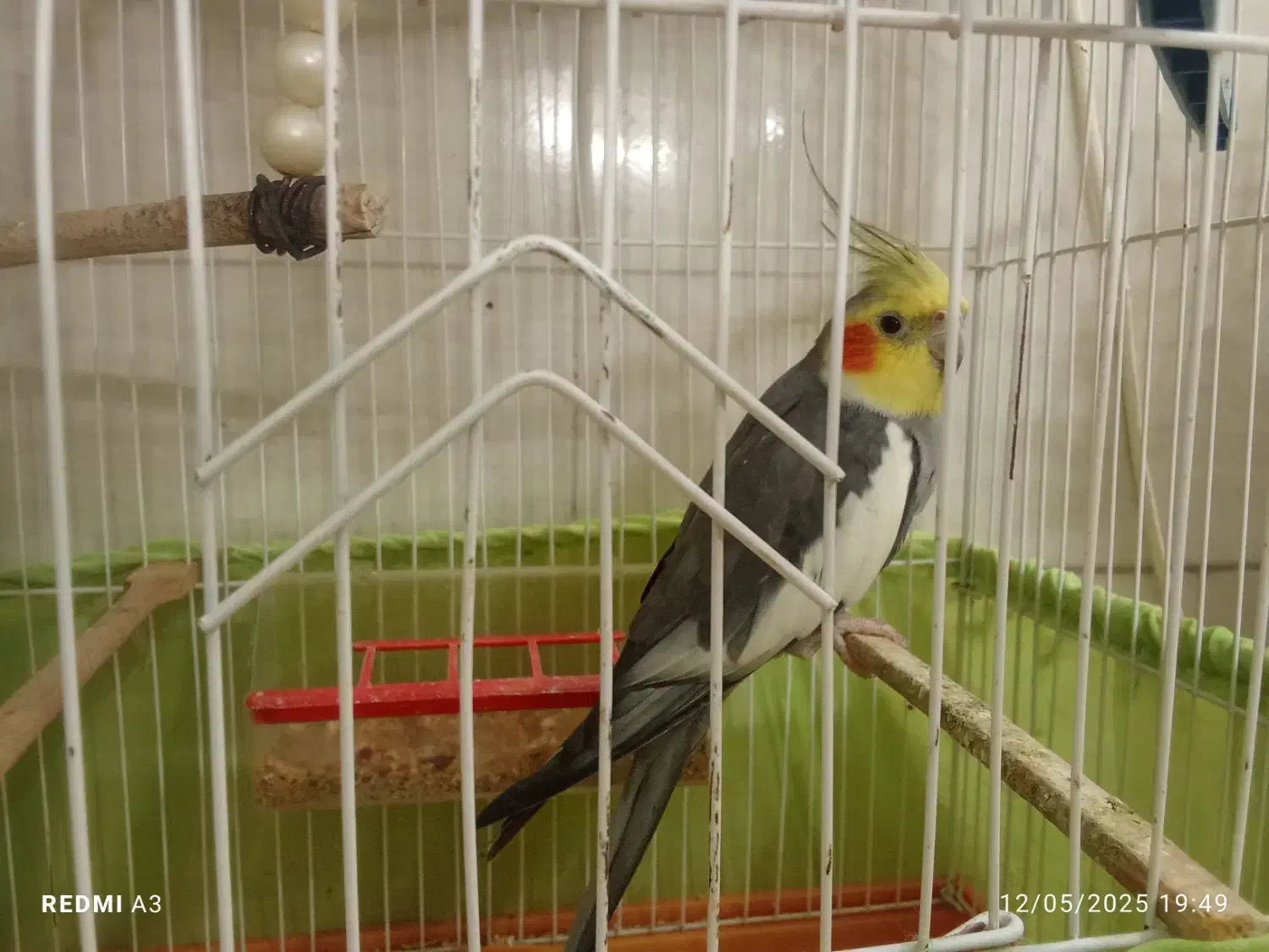 عروس هلندی نر|پرنده|دماوند, دماوند|دیوار