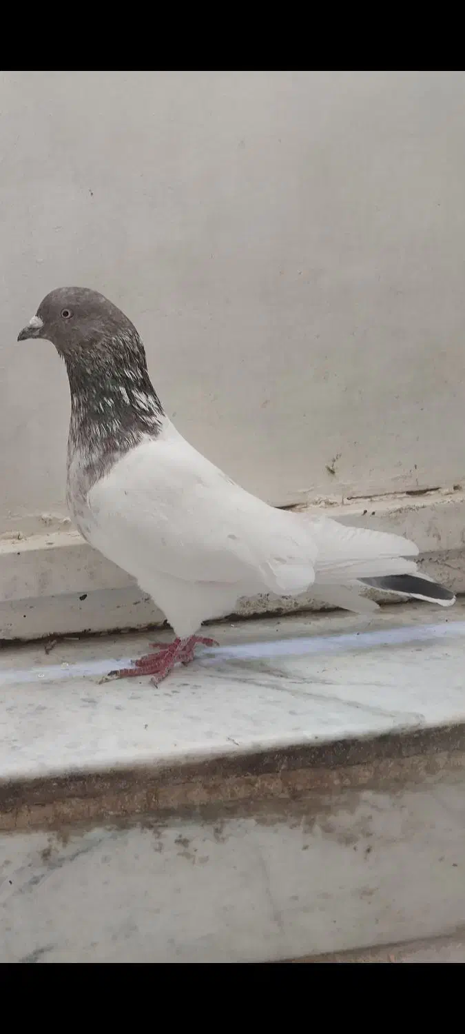 کبوتر|حیوانات|سنندج, |دیوار